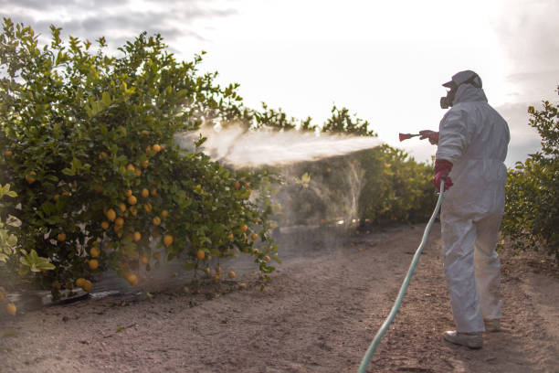 Best Affordable Pest Control Services  in Clifton Gardens, NY