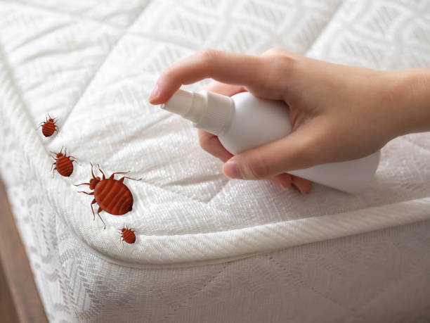 Best Wasp Removal Services  in Clifton Gardens, NY